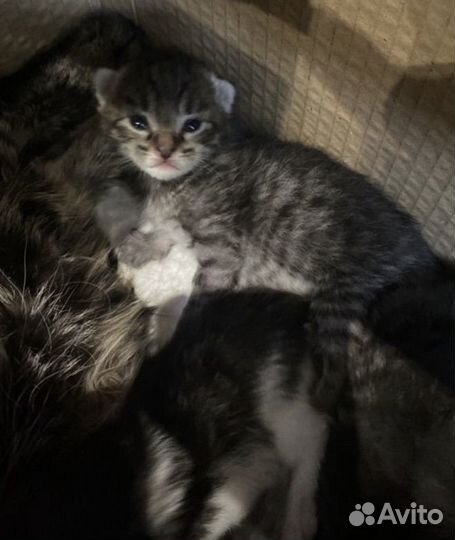 Сибирские котята