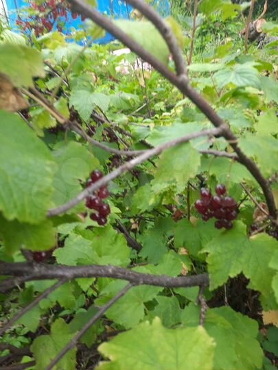 Участок 6,2 сот. (СНТ, ДНП)
