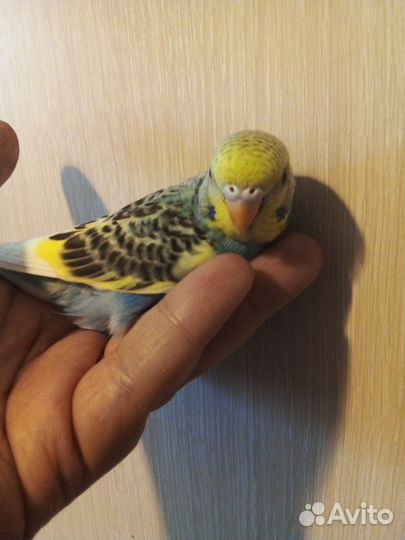 Птенцы волнистый попугай