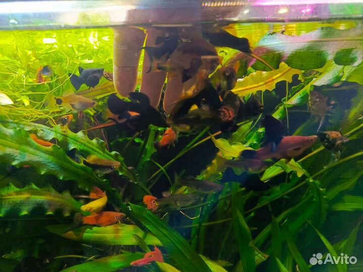 Аквариумные рыбки