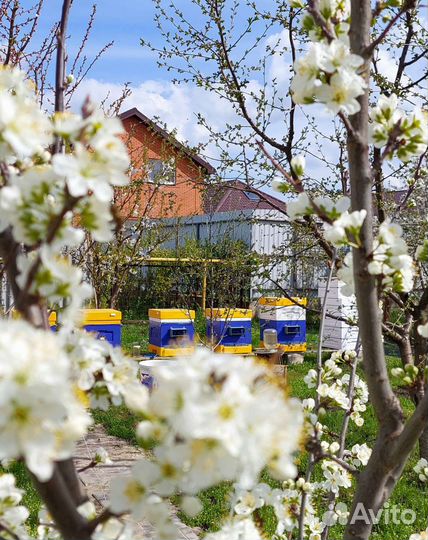 Мед разнотравие