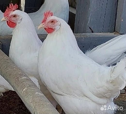 Инкубационное яйцо