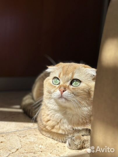Кот на вязку