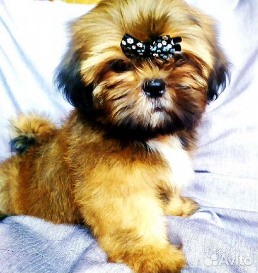 Девочки. настоящие красотки