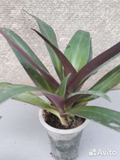 Комнатные растения(сеткреазия, хлорофитум