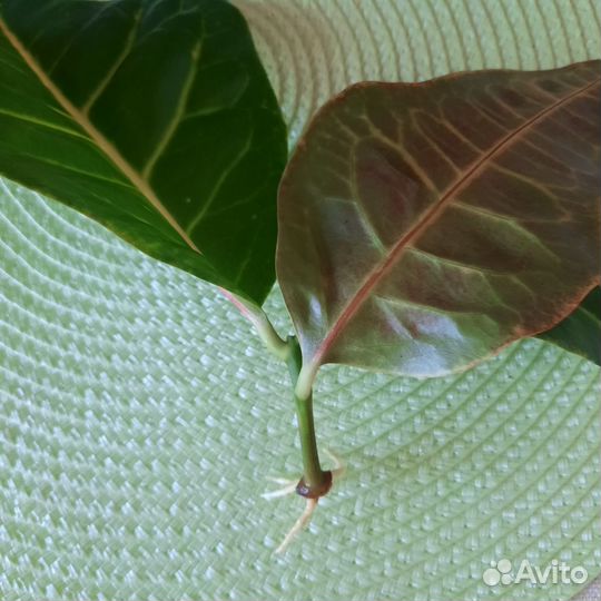 Кротон, сансевьера