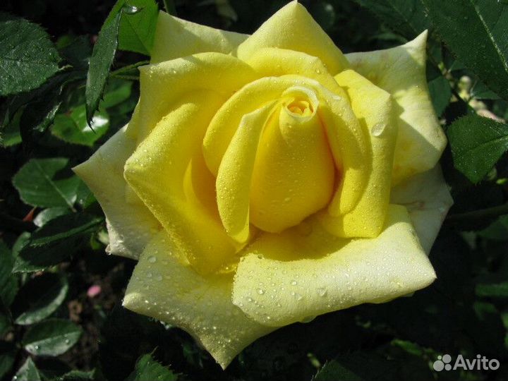 Роза чайно-гибридная В ассортименте