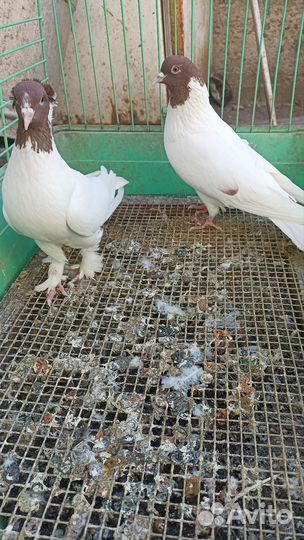 Бойные Бакинские головатые голуби