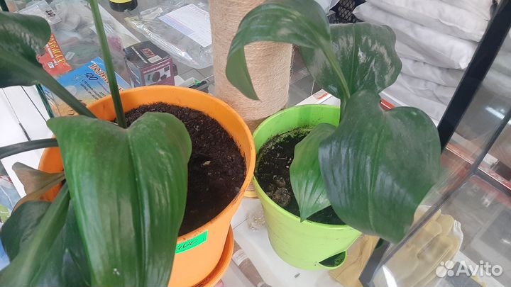 Комнатные домашние растения