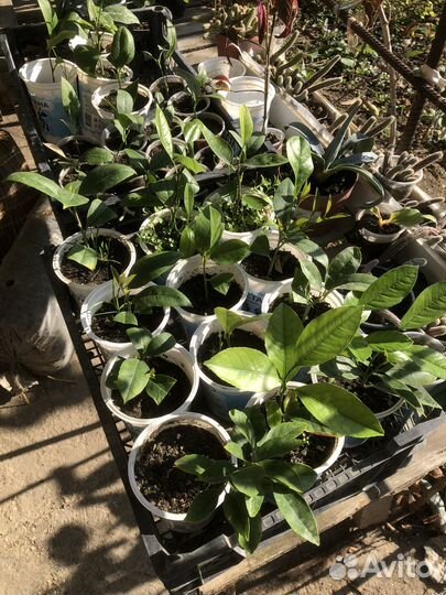 Лимон Мейера