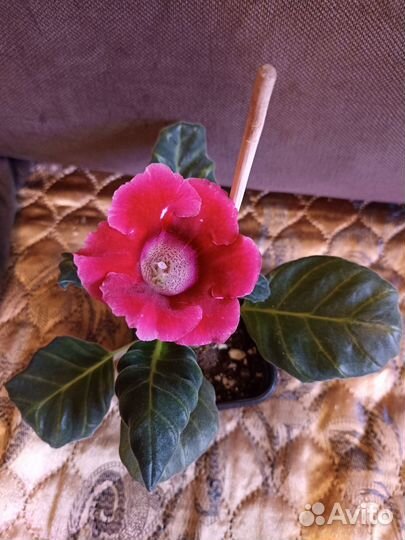 Фиалка махровая цветущая, глоксини цветущие