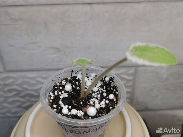 Сортовые фиалки