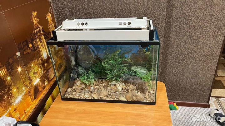 Аквариумные