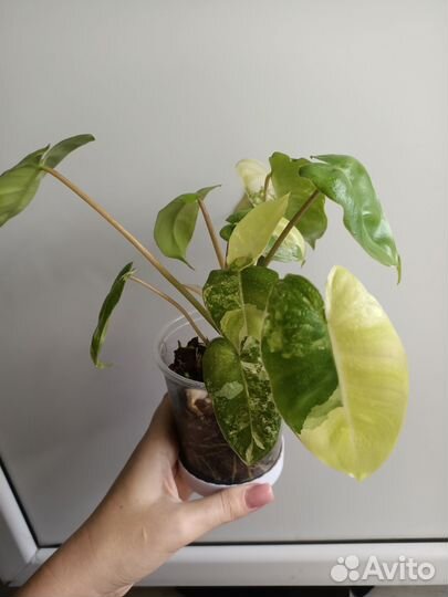 Филодендрон бурле макс вар,гигантум вар,сингониум