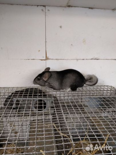 Шиншилловая ферма