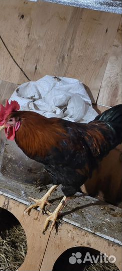 Молодые петухи