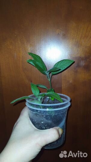 Руэллии Макойя и Портелла