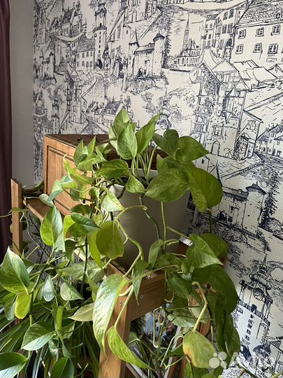 Сциндапсус