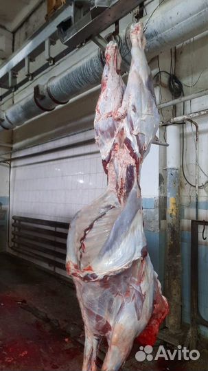 Мясо говядина в полутушах