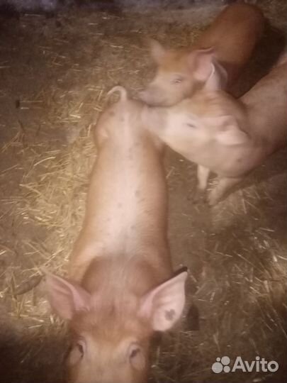 Поросята дюрок