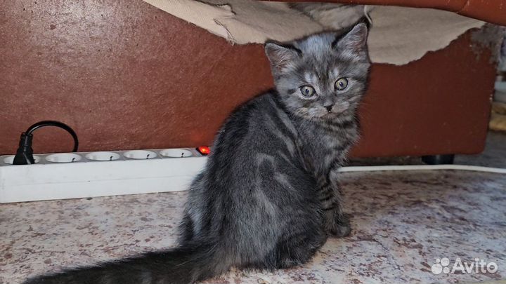 Шотландская кошка