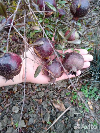 Гранат Eight Ball (Восьмой шар)