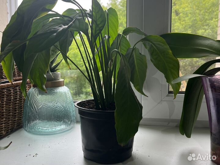 Спатифиллум