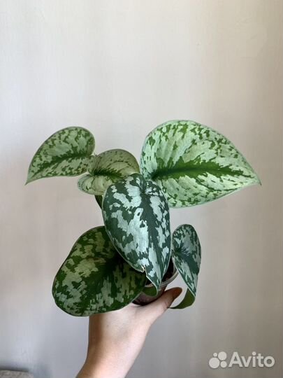 Сциндапсус пиктус Треби