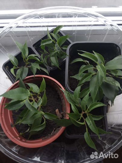 Фикус бенджамина наташа