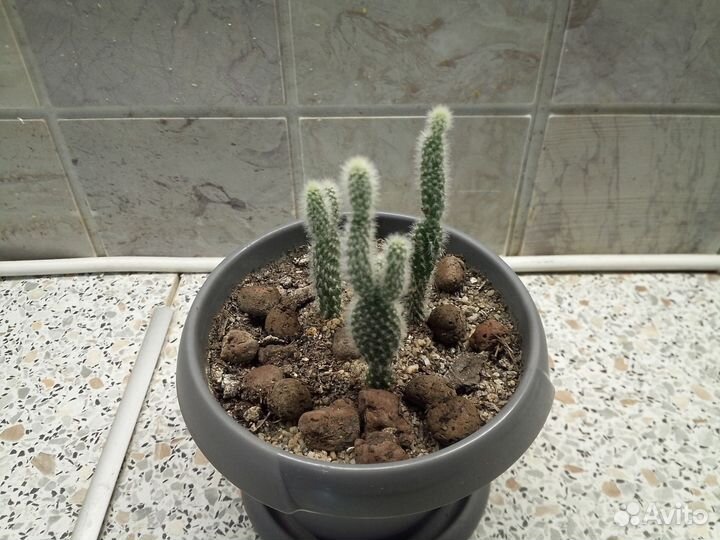 Кактус Опунция