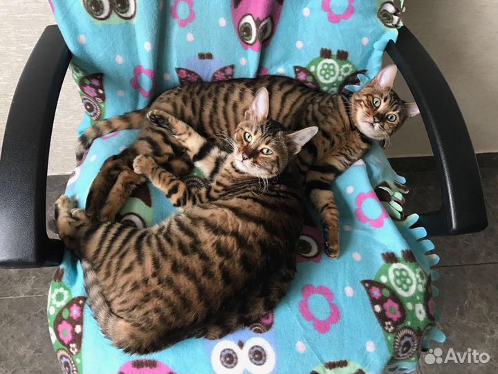 Тойгер Котята и кошки Тигры