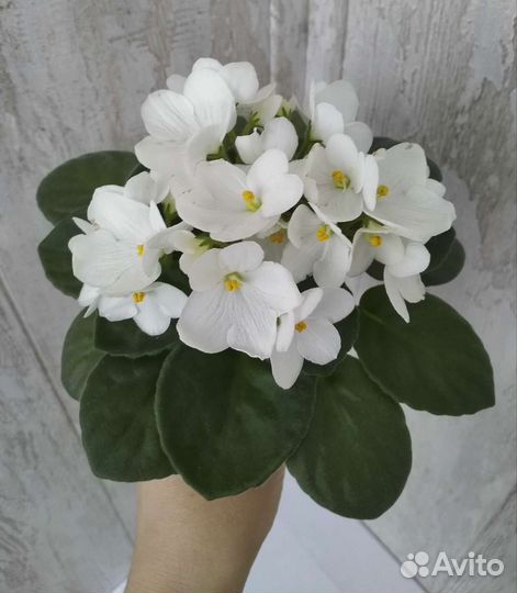 Детки и листья сортовых фиалок