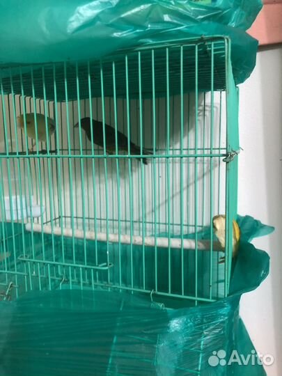 Поющие канарейки