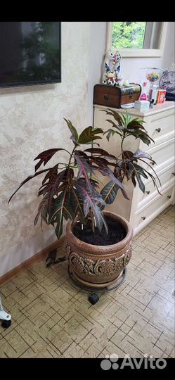 Кактус и кротон