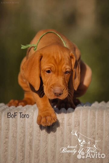 Выжла щенки из питомника