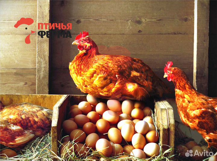 Куры несушки