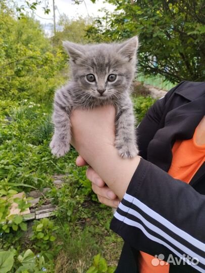 Котенок в добрые руки
