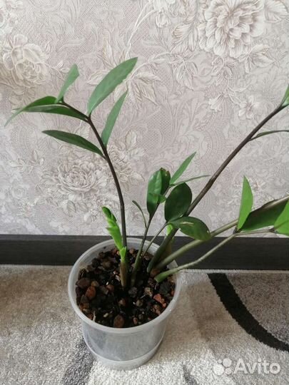 Продам замиакулькас