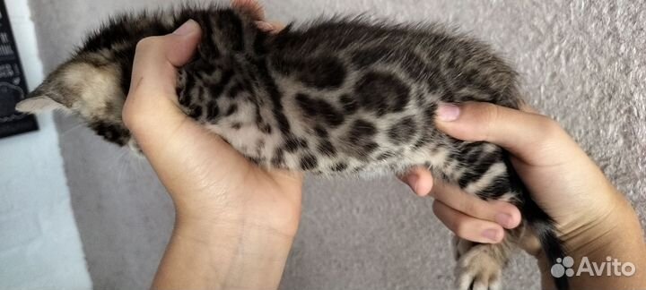 Бенгальская кошка
