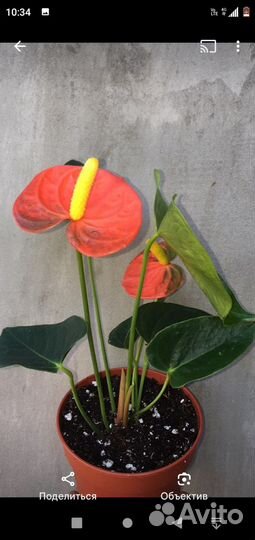 Антуриум оранжевый