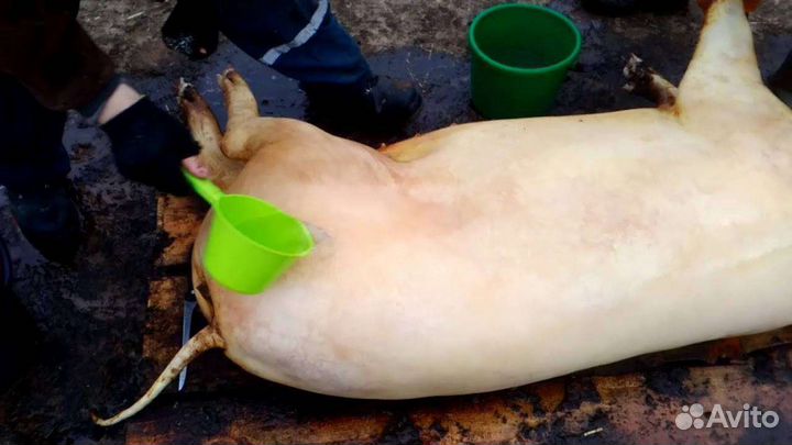 Мясо свинины домашняя