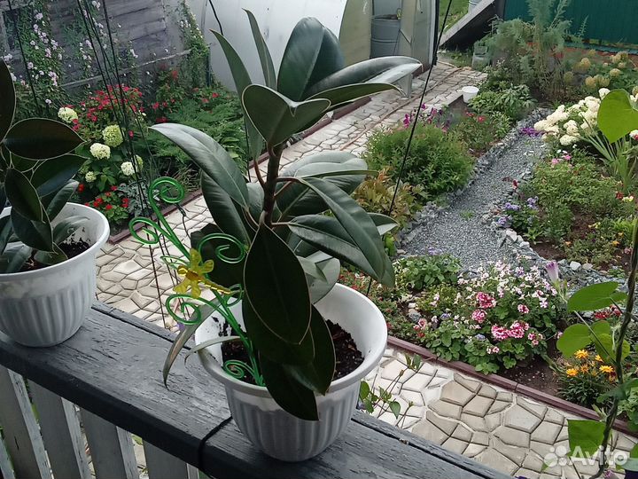 Домашнии цветы фикусы