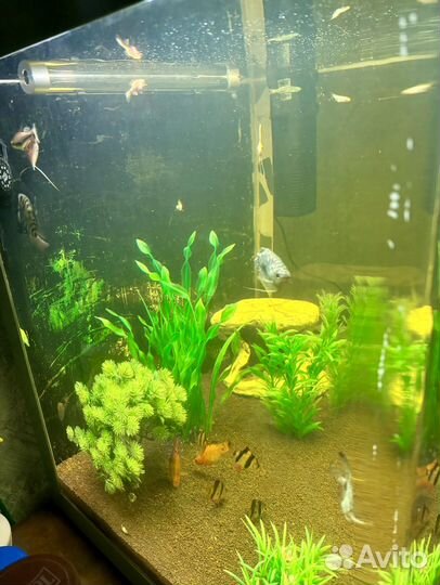 Аквариум
