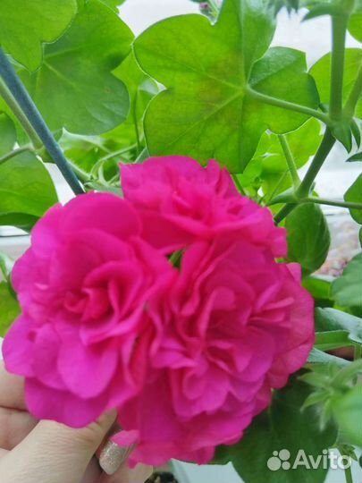 Пеларгония герань