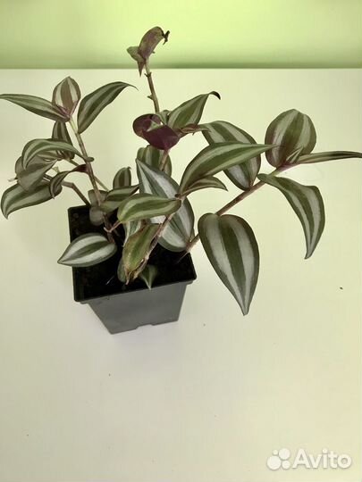 Традесканция зебрина