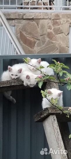 Котята в добрые руки бесплатно