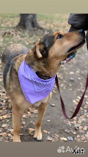 Собака в добрые руки отдам бесплатно