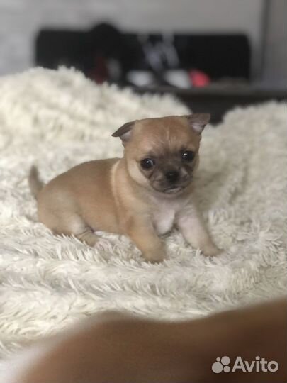 Щенки чихуахуа девочка