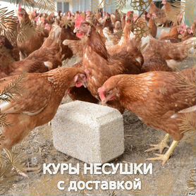 Куры несушки