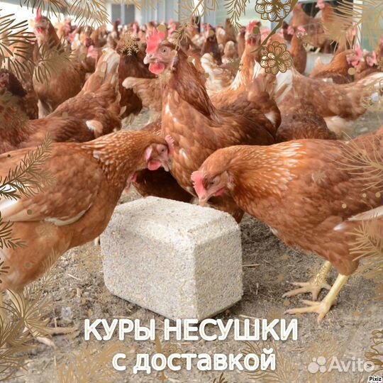 Куры несушки
